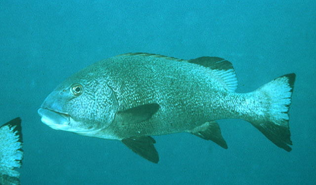 Plectorhinchus albovittatus